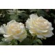 Троянда Едванс (Роза Advance)